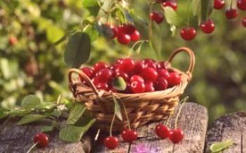 Pestovanie čerešní Cherry
