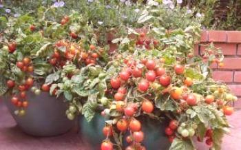 Ako pestovať cherry paradajky na balkóne alebo parapete Tomato