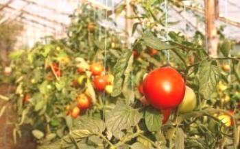 Agrotechnics crescendo tomates na estufa

Tomate