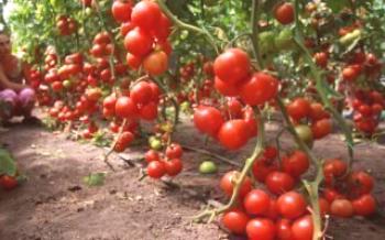 Agrotecnia para variedades de tomates altos

Tomate
