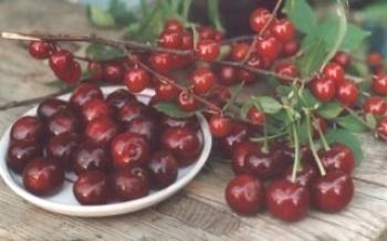 Pravidlá pre výsadbu a starostlivosť o čerešne v Sibíri Cherry