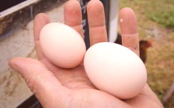 Kada mladi počinju s polaganjem jaja?kokoši