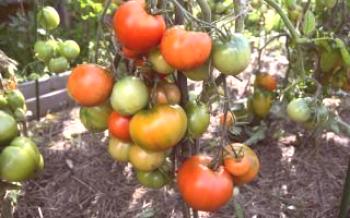 Características e descrição da variedade: Tomate Tomate Dubrava