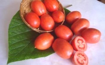Tomato Shuttle: charakteristika, opis pestovania odrody

paradajka