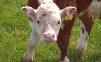 Основи на спазването на биковете и правилата за хранене

крави