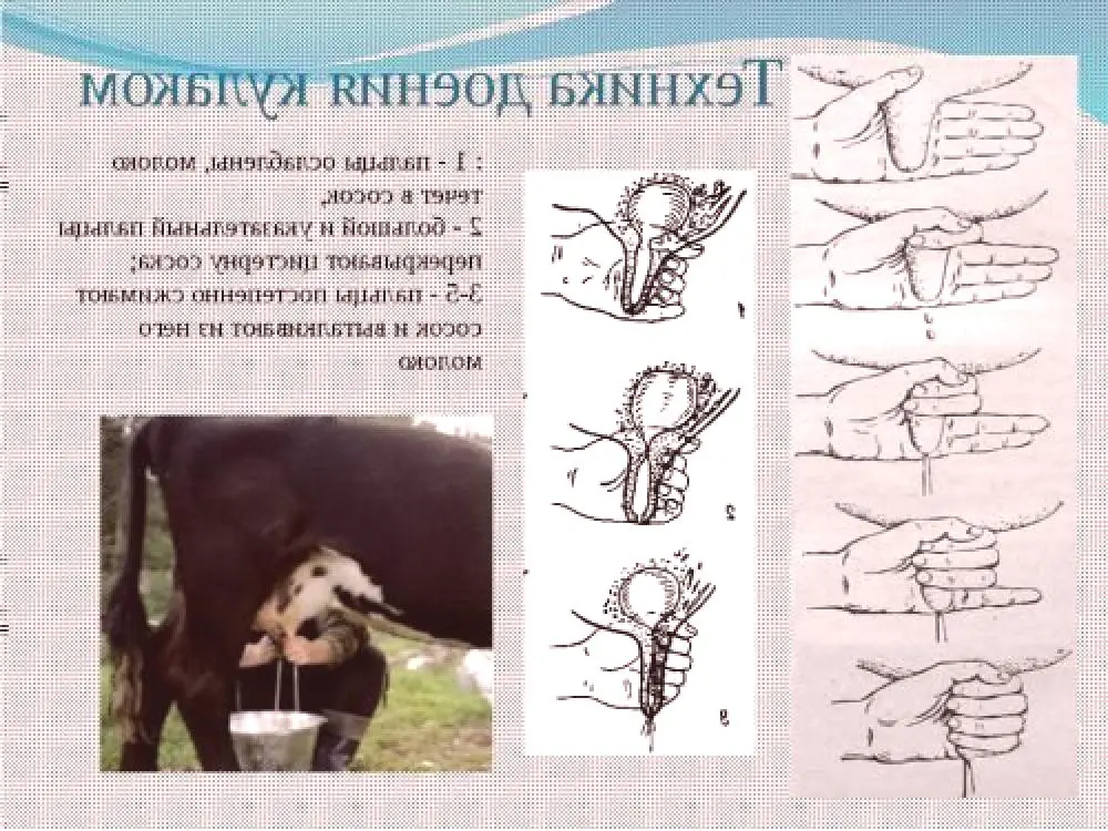 Сколько раз доить после отела. Техника ручного доения коров. Технология ручного доения коров. Ручное доение коров схема. Техника доения коров руками.