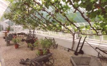 Cultivo de uvas no país - variedades, plantio, cuidado