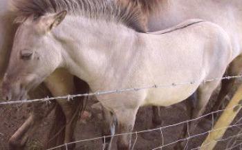 Най-интересните факти за дивите коне

Коне