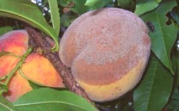 Causas de pêssego apodrecendo na árvore Peach