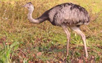 Características da ema avestruz

Avestruzes