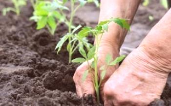 Как да изберем почвата за засаждане на домати

домат