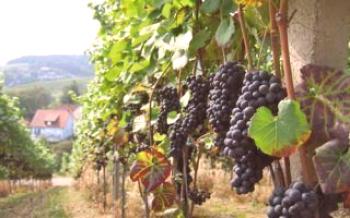Cultivo consistente de uvas no território de Altai