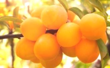 Cultivando variedades de ameixas de cereja amarela Pavlovskaya Plum