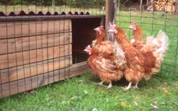 Стойността на фуражите за пилета

пилета