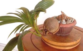 Характеристики на отглеждането на кокосова палма Nut