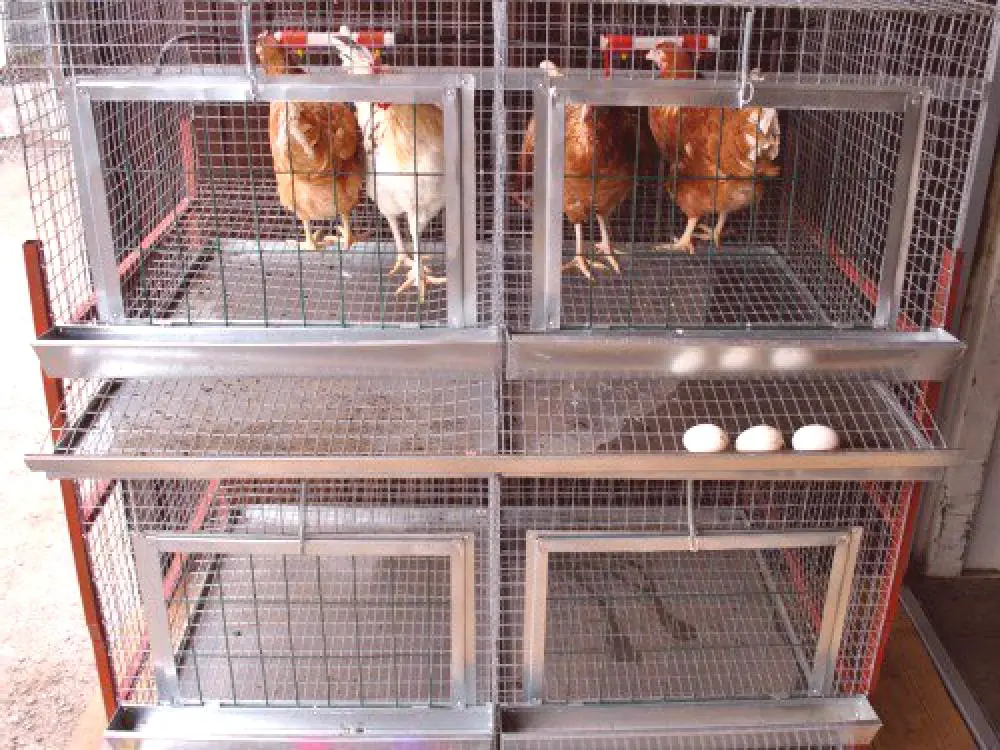 brillo comida opción Cómo hacer jaulas para gallinas ponedoras con tus propias manos: dibujos,  tamaños.