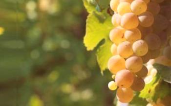 Descrição de Muscat Grapes
