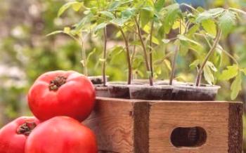 Plantando tomates na região de Moscou

Tomate
