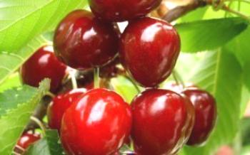 Cultivo de cerejas grandes-frutadas

Cereja