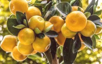 Ako sa starať o calamondin doma?citrón