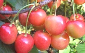 Cultivo de cereja Yulia Vishnya