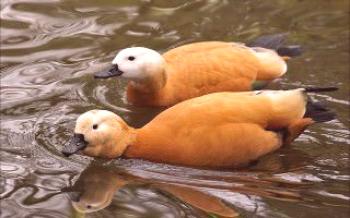 Duck Wild Ogar: Характеристики на порода патици