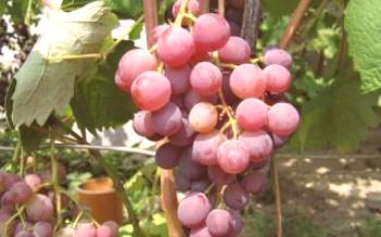 Variedade de uva precoce russa