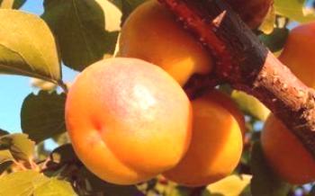 Características variedades de Damasco Apricot russo