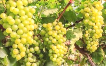 Caloria e composição de uvas verdes