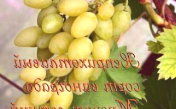 Uvas crescentes da noz-moscada do verão