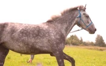 O orgulho dos criadores de cavalos russos - Orlov trotters Cavalos