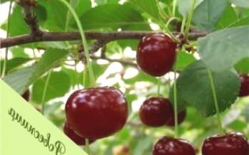Ako sa starať o čerešne Topies Cherry