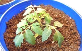 Грешки в отглеждането на разсад от домати: сухи листа Домат