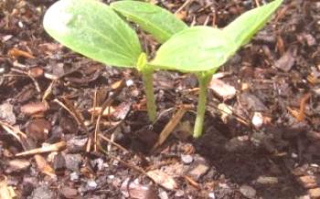 Quando plantar a abóbora corretamente?Abobrinha