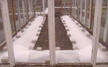 Грожђе у стакленику: како покрити зиму
