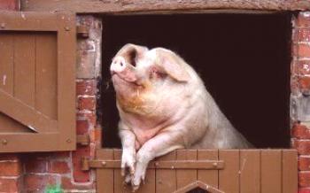 Kako osobno izgraditi svinjac

svinje