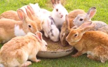 Комбинирани фуражи в диетата на зайци зайци