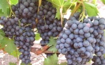 Variedades de variedades de uvas Esmeralda: as principais características