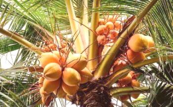 Starostlivosť o kokosové palmy Orech