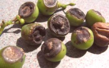 Doenças das uvas: por que elas se tornam negras