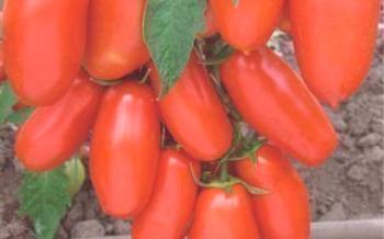 Descrição da variedade de tomate: Banana red

Tomate