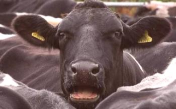 Ako liečiť kravy najčastejšie choroby kravy