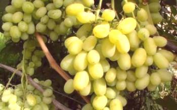 Características das uvas Laura