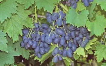 Характерно грозде Ришельо