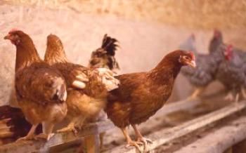 Карактеристична пилетина Хаисек: рекордери на производњи јаја

Пилићи