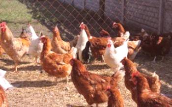 Roedores nocivos no galinheiro - combatê-los corretamente Frangos
