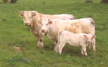 Vitaminas para o gado: por que elas são necessárias?

Vacas