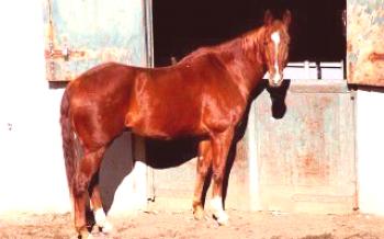 Енглески чистокрвни коњ пасмине Коњи