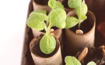 Crescendo abóboras para mudas: como plantar sementes em casa Abóbora