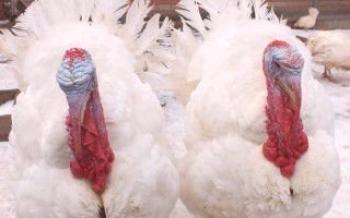 Бели широк гърди пуйки: правилата си отиват и се хранят

пуйки